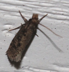 Acrolophinae