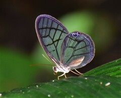 Dulcedo polita
