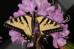 Papilio glaucus