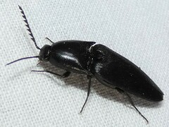 Parallelostethus attenuatus