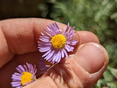 Erigeron breweri
