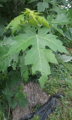 Acer saccharinum