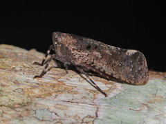 Penthicodes pulchellus