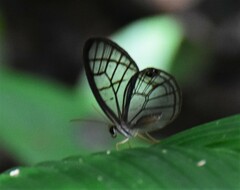 Dulcedo polita