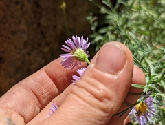 Erigeron breweri