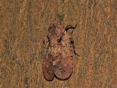 Penthicodes pulchellus