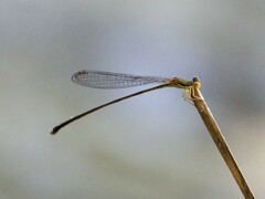 Nesobasis rufostigma