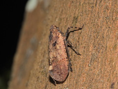 Penthicodes pulchellus