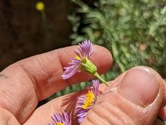 Erigeron breweri
