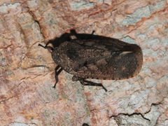 Penthicodes pulchellus