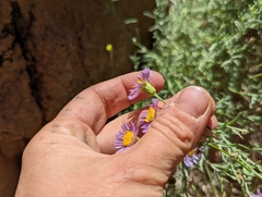 Erigeron breweri