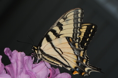Papilio glaucus