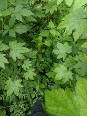 Corydalis scouleri