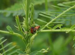 Coptocephala pallens