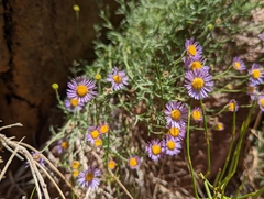 Erigeron breweri