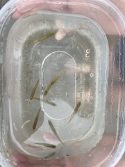 Notropis atherinoides