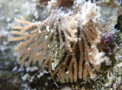 Bugulina simplex