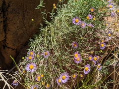 Erigeron breweri