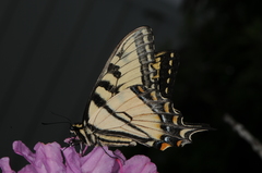 Papilio glaucus