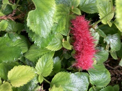 Acalypha herzogiana