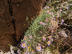 Erigeron breweri