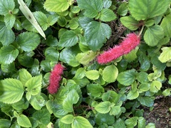 Acalypha herzogiana