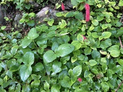 Acalypha herzogiana