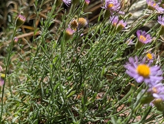 Erigeron breweri