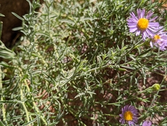 Erigeron breweri