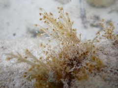 Myrionema amboinense