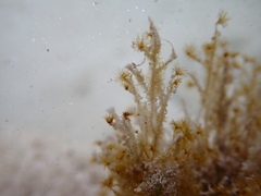 Myrionema amboinense