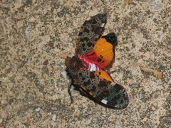 Penthicodes variegatus