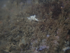 Murphydoris puncticulata