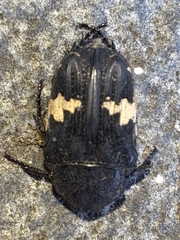 Glycyphana fulvistemma