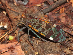 Penthicodes variegatus