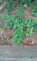 Ampelopsis glandulosa