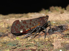 Penthicodes variegatus