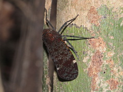 Penthicodes variegatus