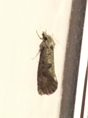 Acrolophus popeanella