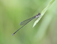Nesobasis longistyla
