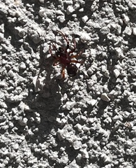 Asagena americana