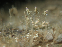 Eubranchus mandapamensis
