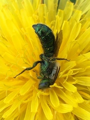 Hoplitis fulgida