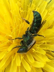 Hoplitis fulgida