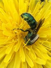 Hoplitis fulgida