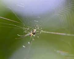 Leucauge regnyi