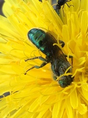 Hoplitis fulgida