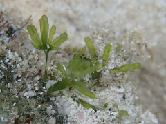 Valonia macrophysa