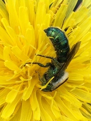 Hoplitis fulgida