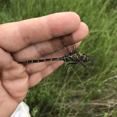 Somatochlora cingulata